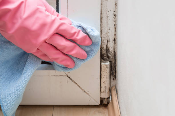 Best Basement Mold Remediation in Valley Green, PA